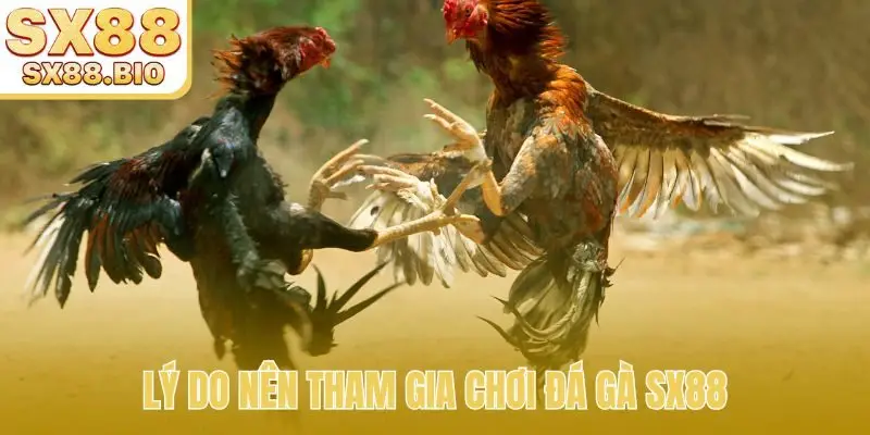 Lý do nên tham gia chơi đá gà SX88