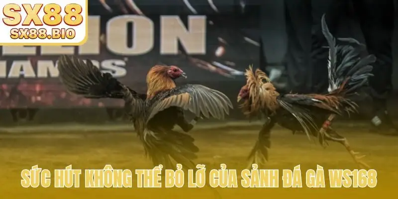 Sức hút không thể bỏ lỡ của sảnh đá gà Ws168